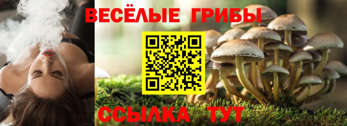 Псилоцибиновые грибы Psilocybe Лысьва